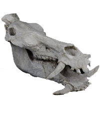 库班猪头骨化石